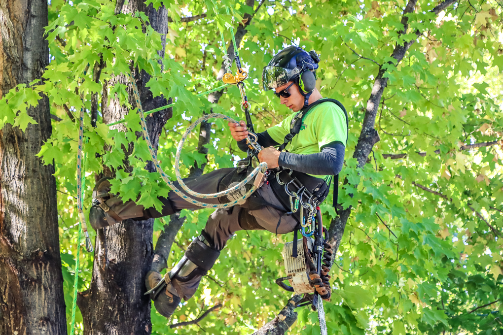 Quality Tree Service NR Tree Service