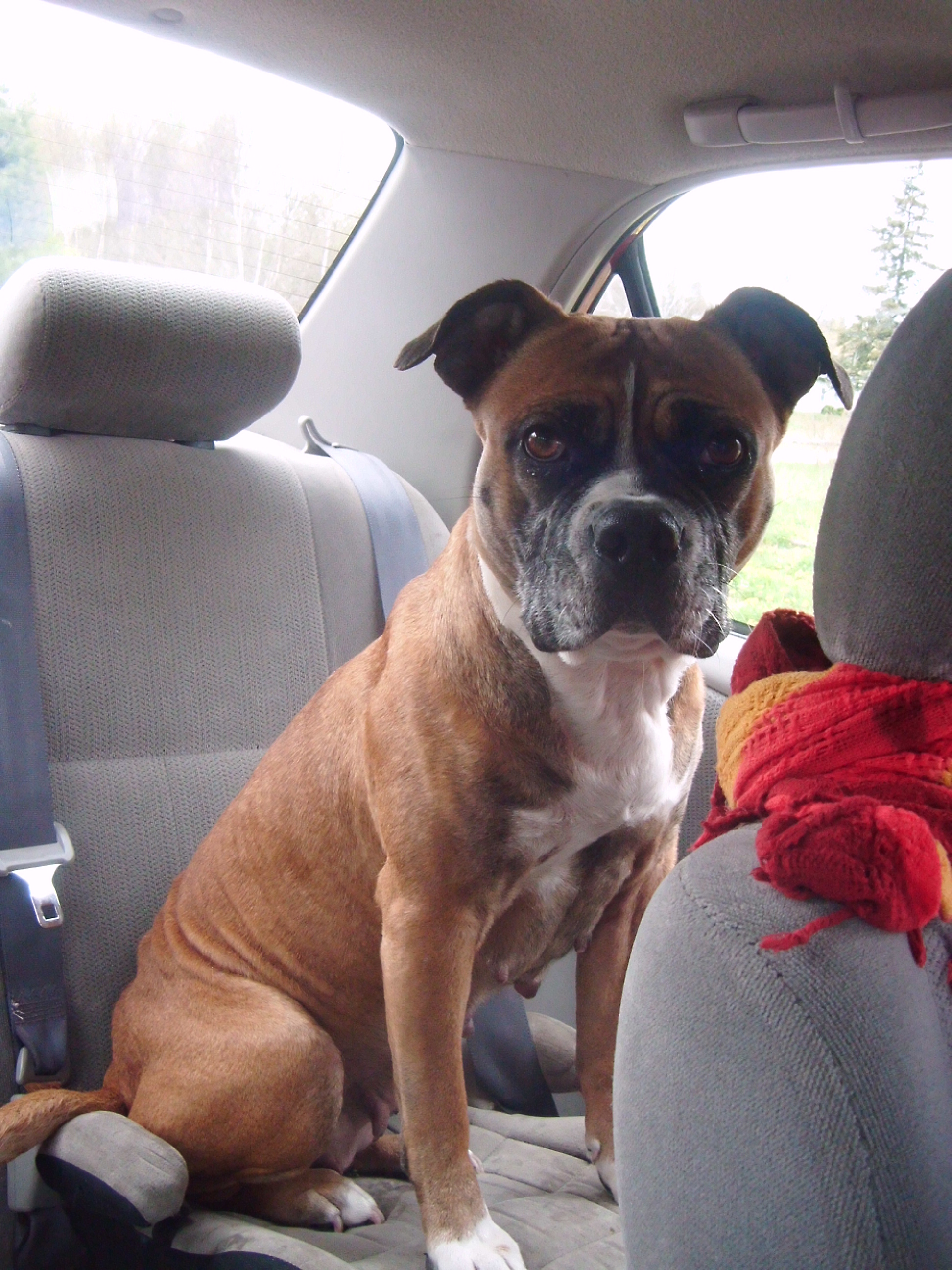 HAPPY ENDING Home, Safe n’ Sound Lost Dog Tory Lane, Weymouth, Digby