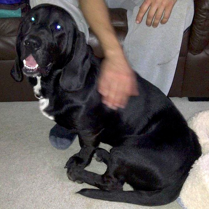 Black Lab Basset Hound Mix