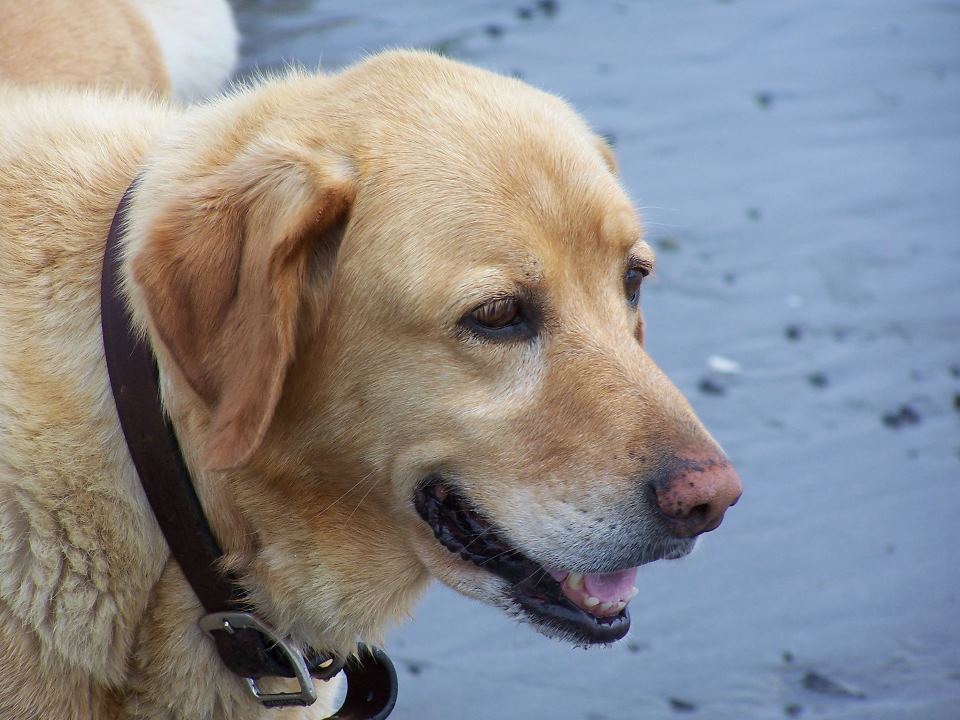 HAPPY ENDING Home, Safe n’ Sound Lost Dog McCormack Road, Yarmouth