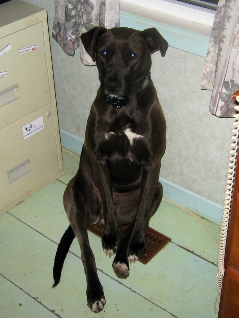 HAPPY ENDING Home, Safe n’ Sound Lost Dog MacPhees Corner Area, East Hants Co., NS — Lab/Am