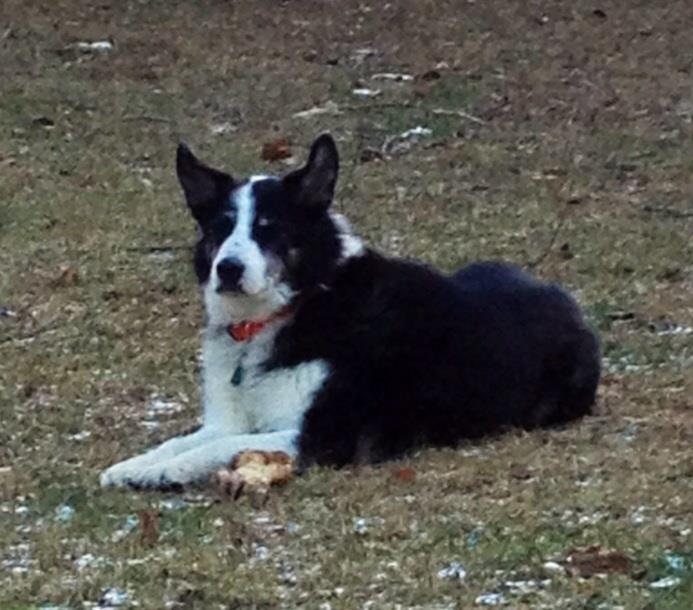 HAPPY ENDING Home,Safe n’ SoundLost Dog Crescent Street