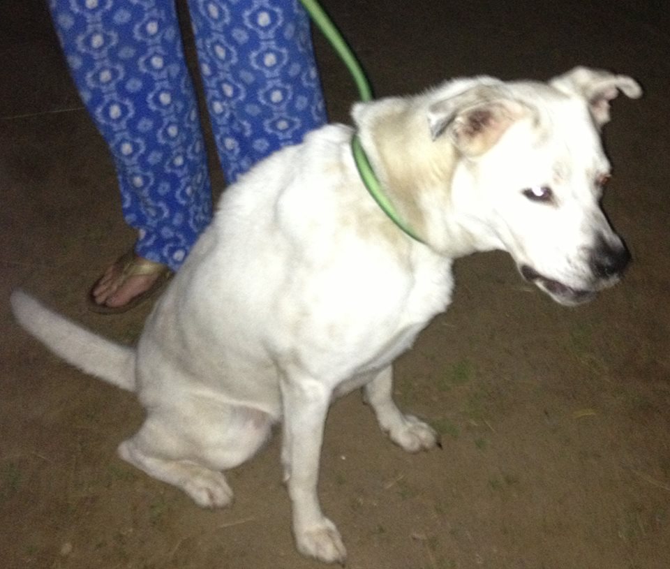 FOUND Roaming Dog Hiltz Rd., Ross Corner, Kings Co., NS Lab/Boxer