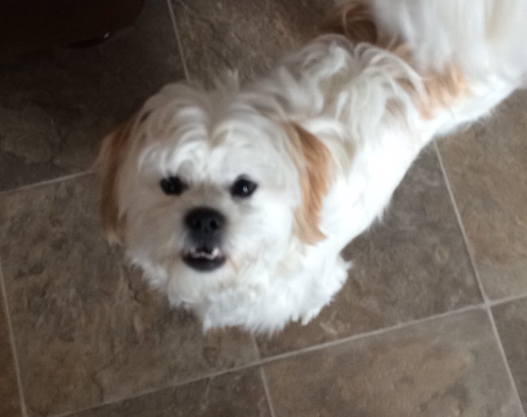 LOST DOG 103 Fern Drive, Truro, Colchester Co., NS — Shih