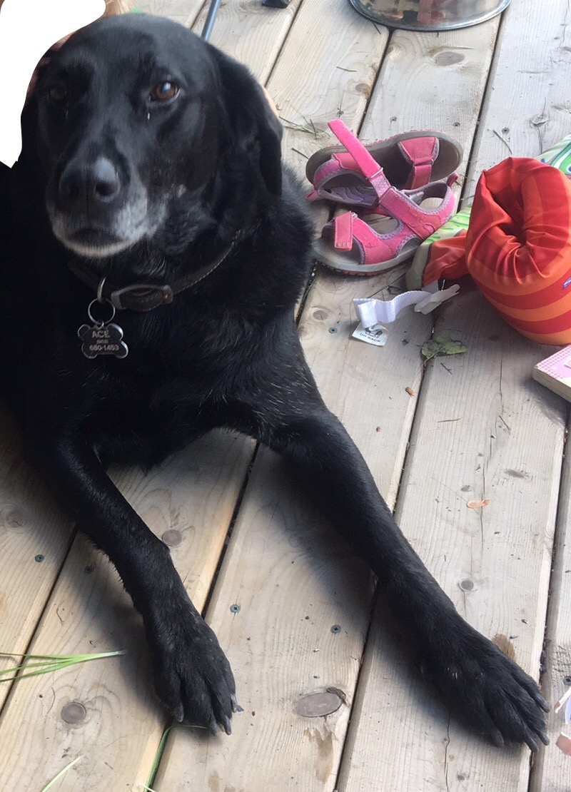 LOST DOG NS12, Harris Lake (Harriston/New Ross area), Lunenburg Co