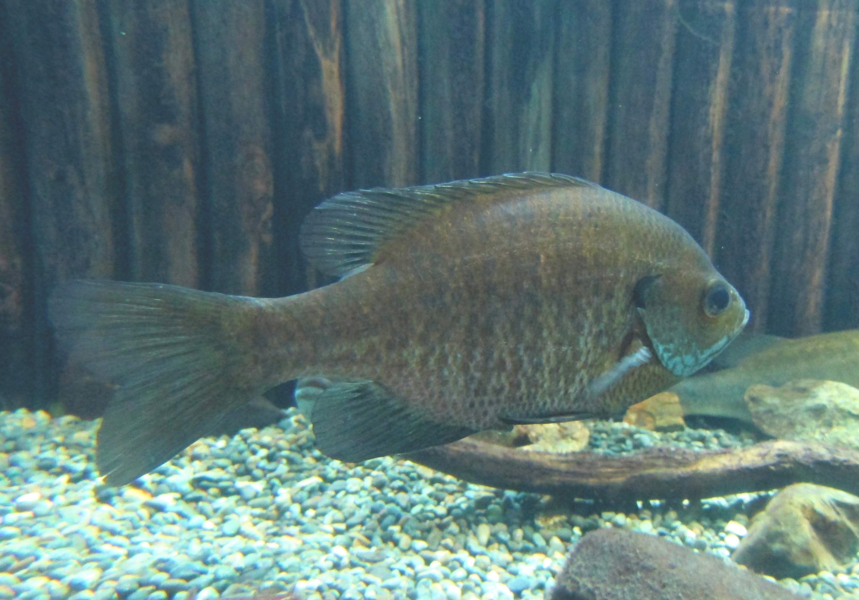 【魚類】強影響外来種 なにわの水源びわ湖を守る会