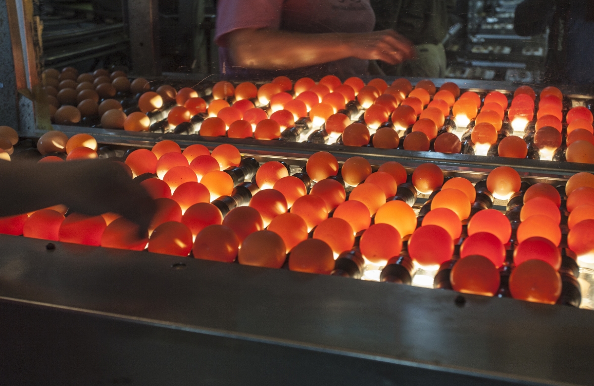 Start CleanStay Clean™ Egg Farmers of Nova Scotia