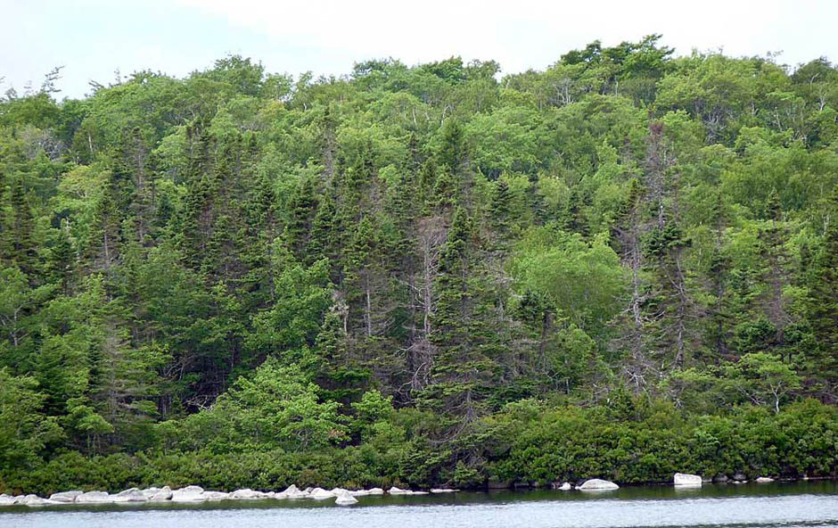 Western Crown Lands Nova Scotia Forest Notes