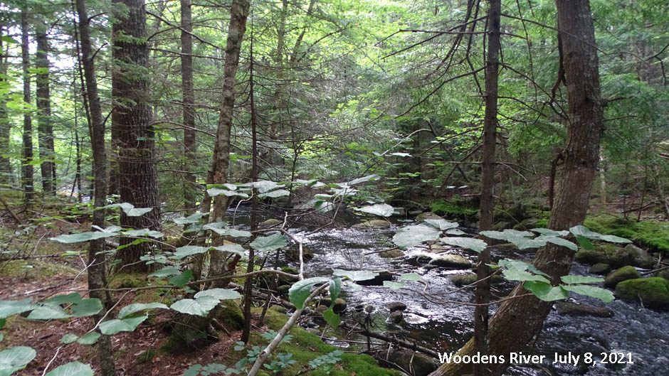 Procedure for approving harvests on Nova Scotia Crown lands now