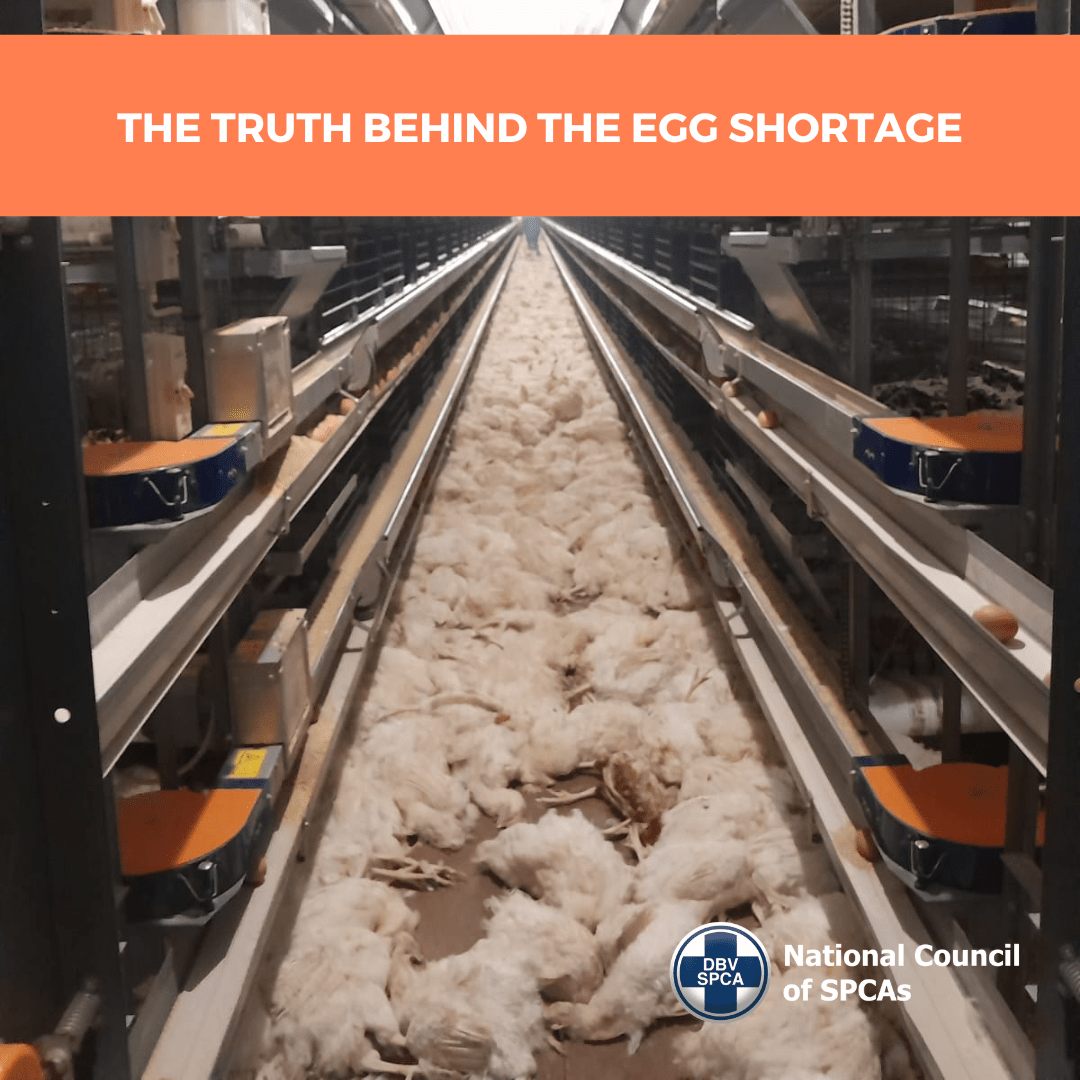 The Truth Behind the Egg Shortage