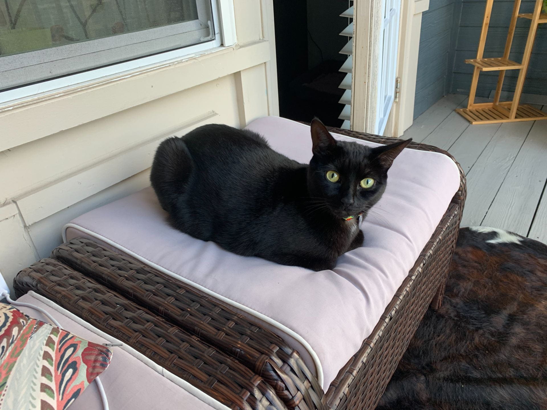 A cat is a man’s best friend The Current