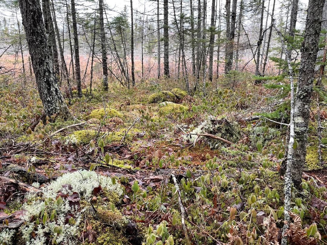 NSWFS appeals planned logging on Crown land in Cumberland Co. 15Dec2020