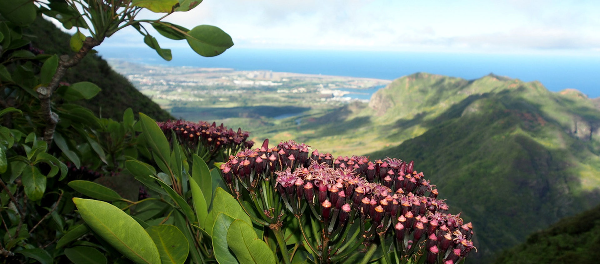 NTBG President Chipper Wichman Receives AHS Professional Award