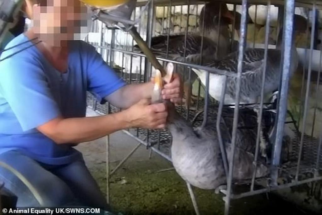 Des animaux cruellement gavés pour les grossir juste à temps pour votre