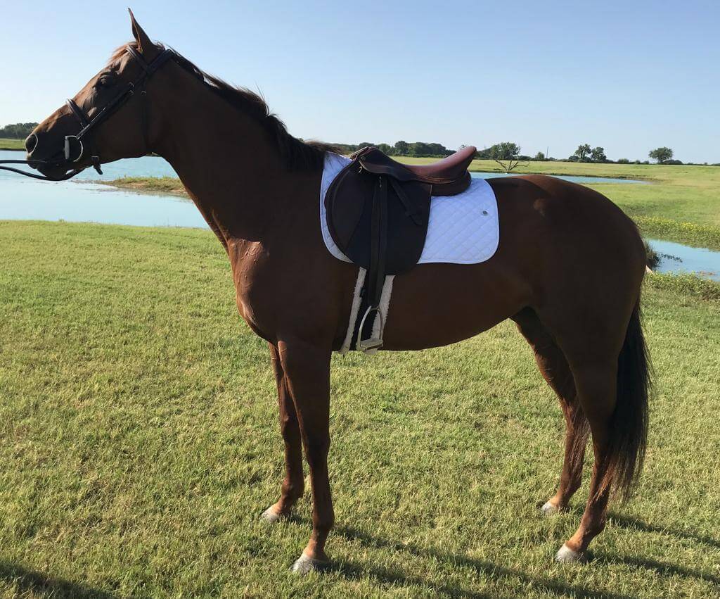 Hunter / Jumper Horses for Sale North Texas Equestrian Center, Inc.