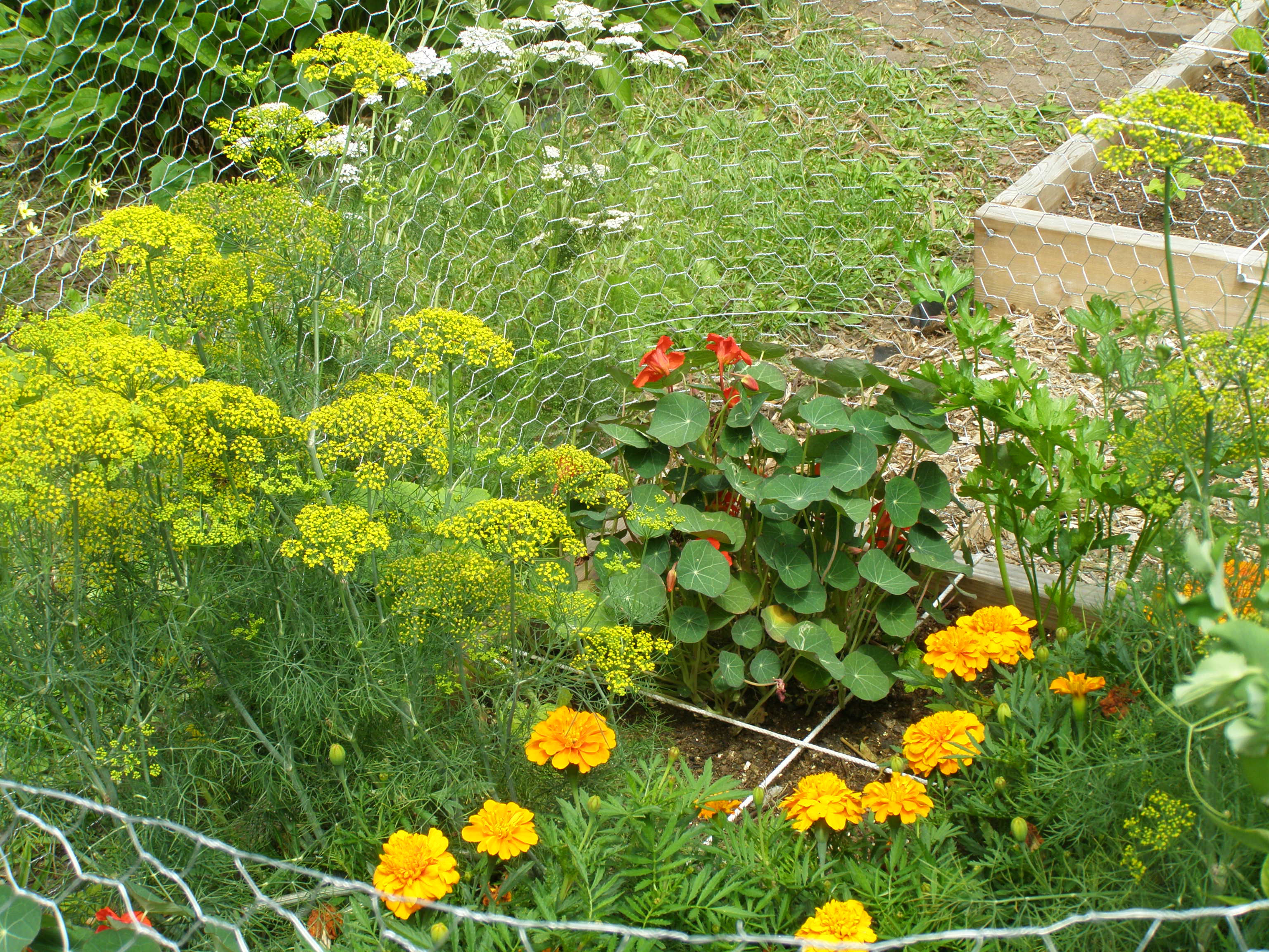Midsummer Garden Veggies in the Yard