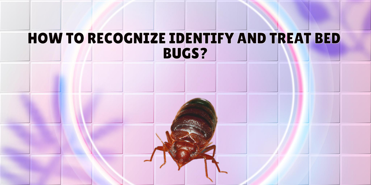 HOW TO RECOGNIZE IDENTIFY AND TREAT BED BUGS Ntertainment World
