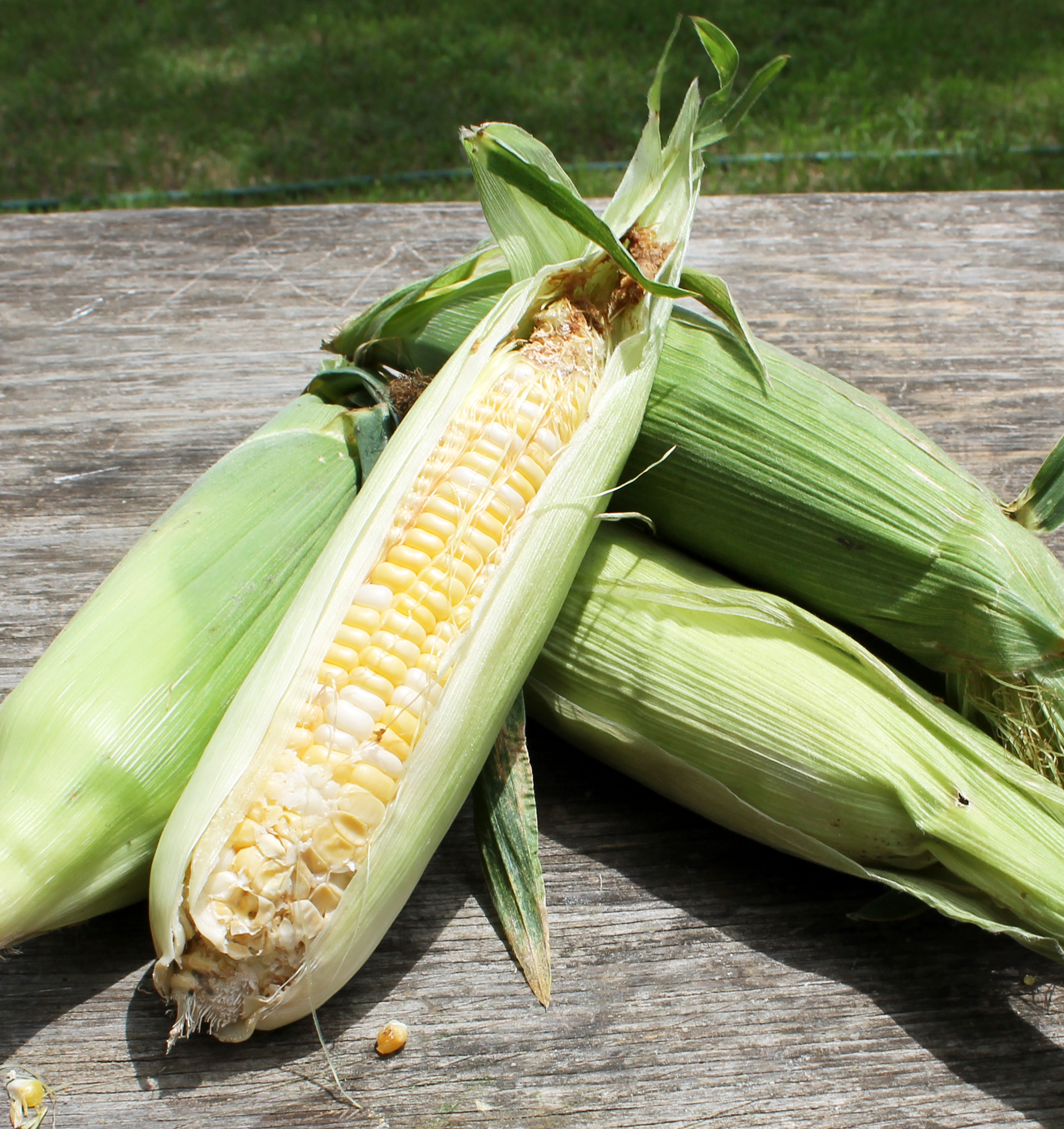 Sweet Corn North Texas Farm and Ranch
