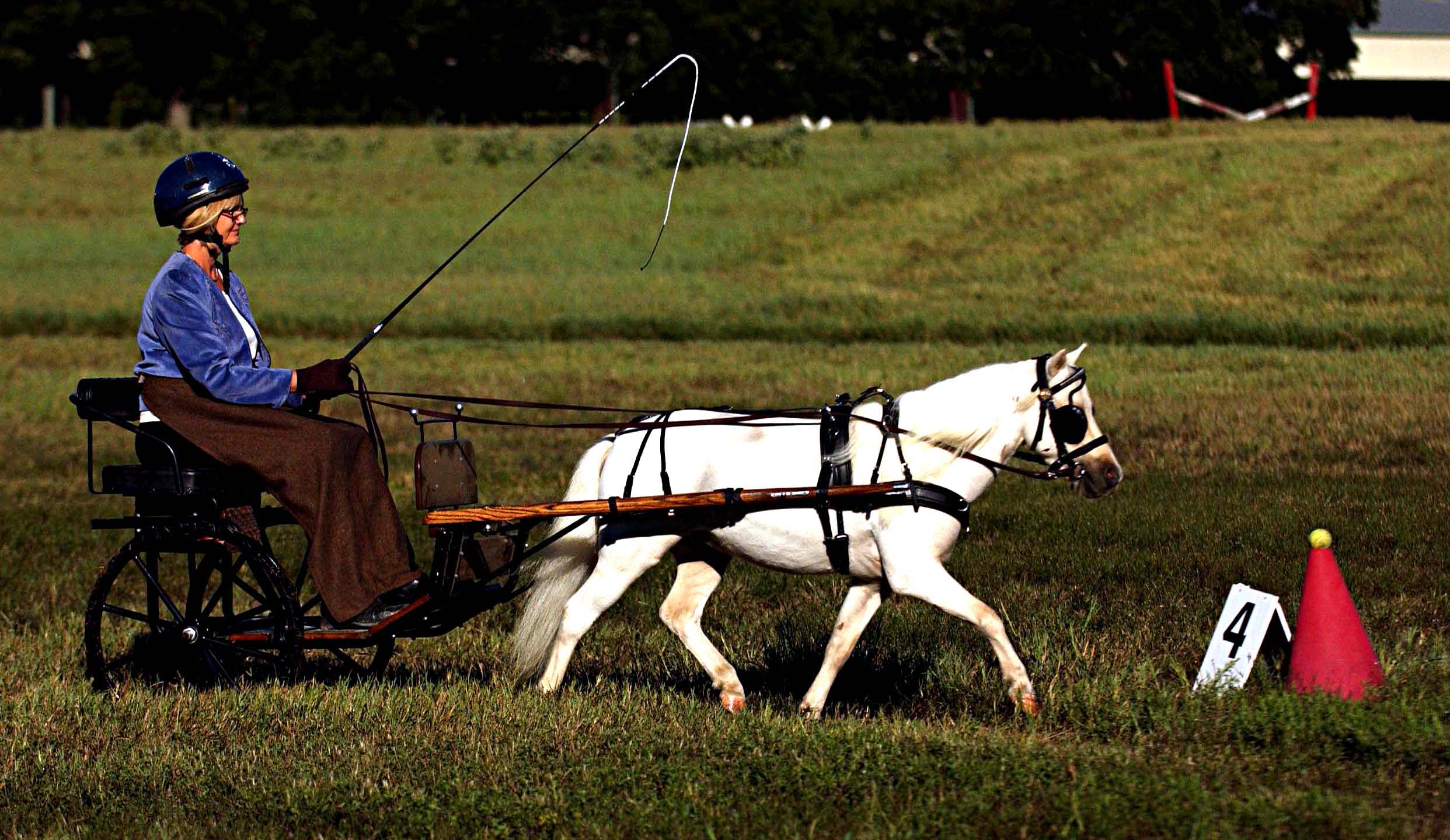 Driving into the past North Texas Whip keeps the art of carriage