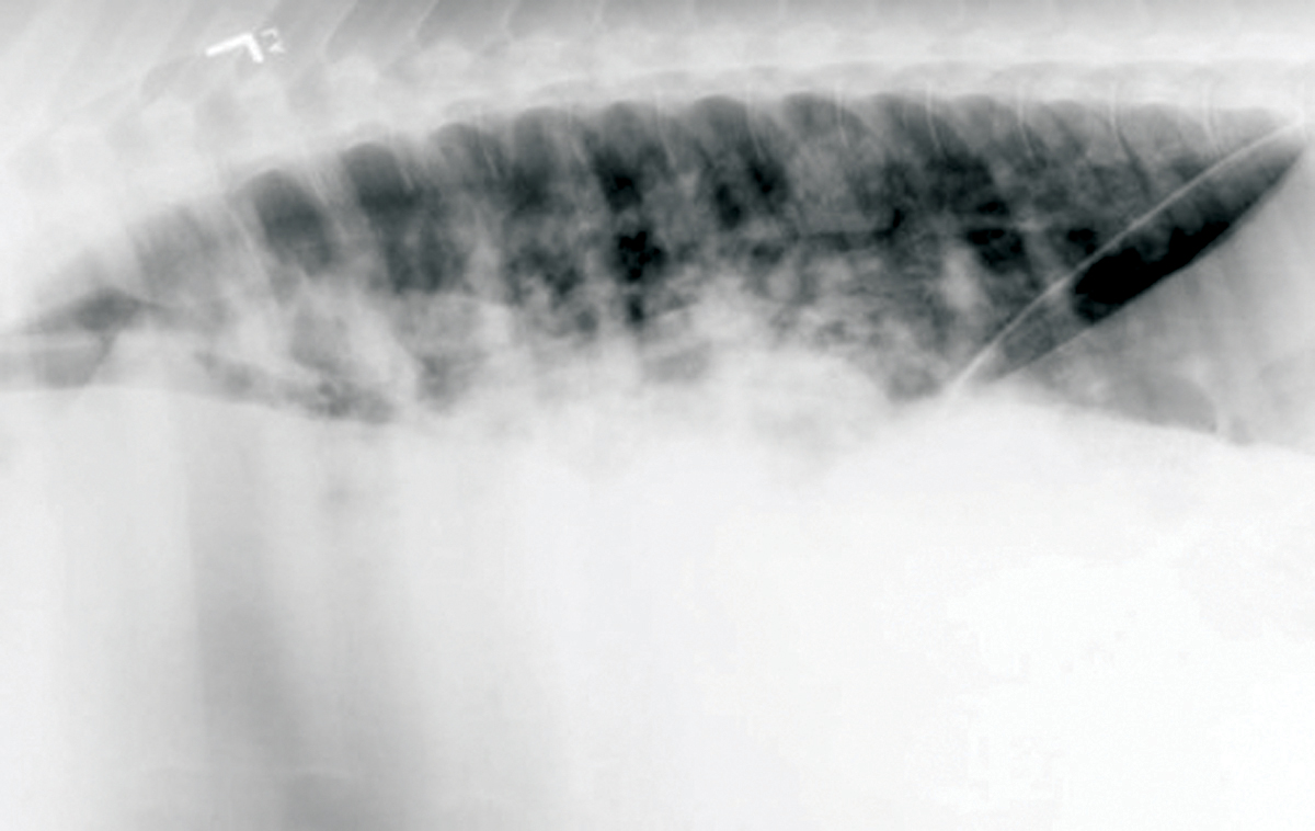 Rhodococcus Infections in the Foal North Texas Farm and Ranch