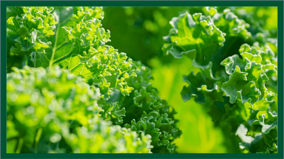 Vitamin E A FatSoluble Antioxidant Vitamin, Nutrition Therapy Institute