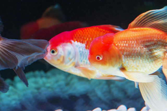 色んな魚を英語で言うと？ 英語学習辞典