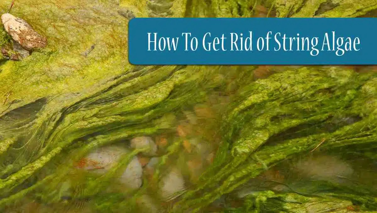 How To Get Rid of String Algae in Your Pond (For Good!)