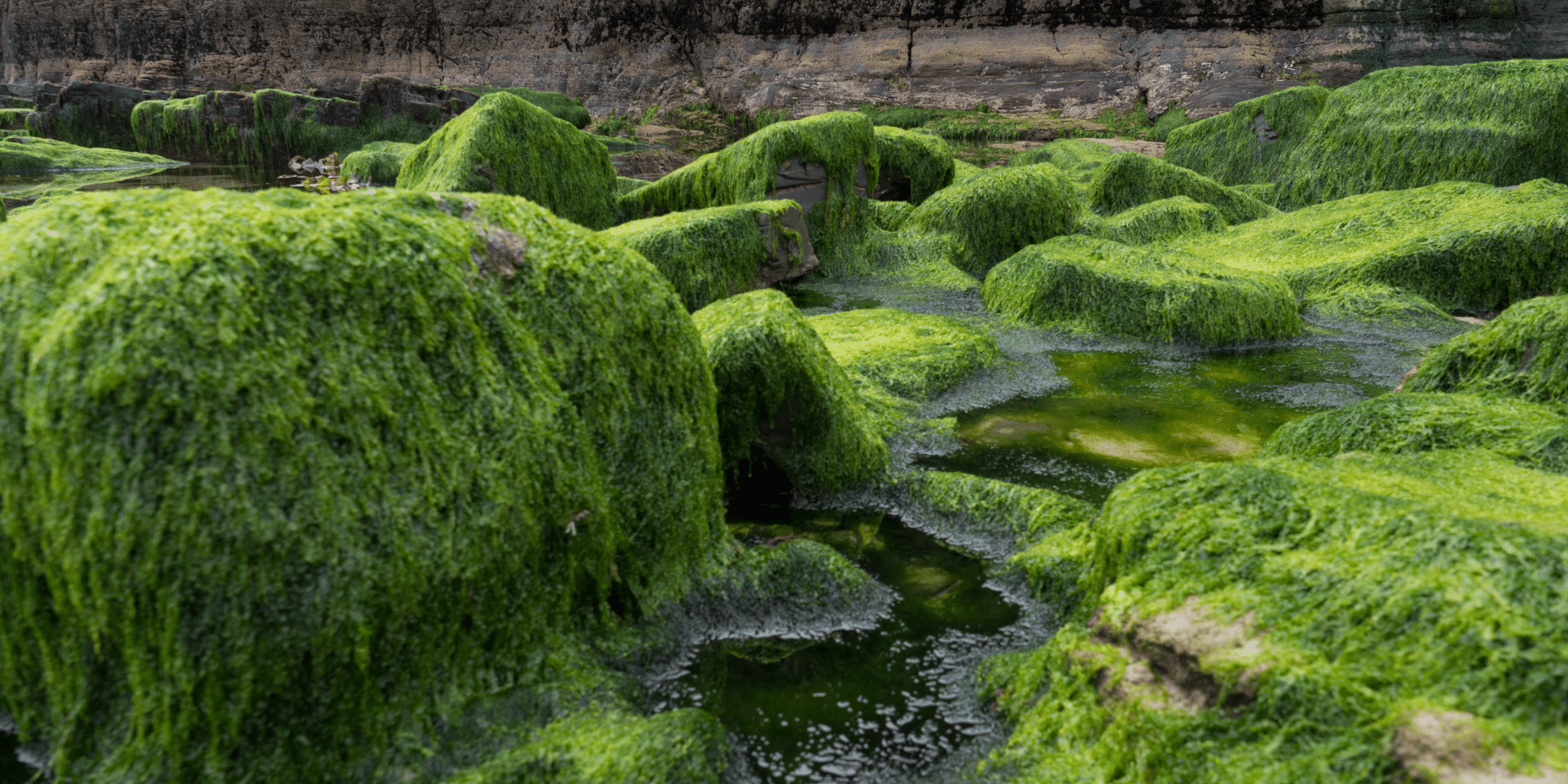 6 Best Algae Eating Fish for Ponds Nualgi Ponds