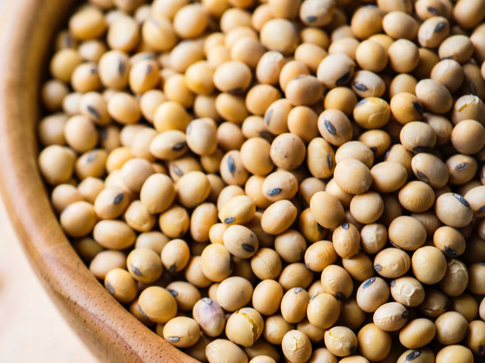 The Amazing Soybean Nutrition Connections LLC