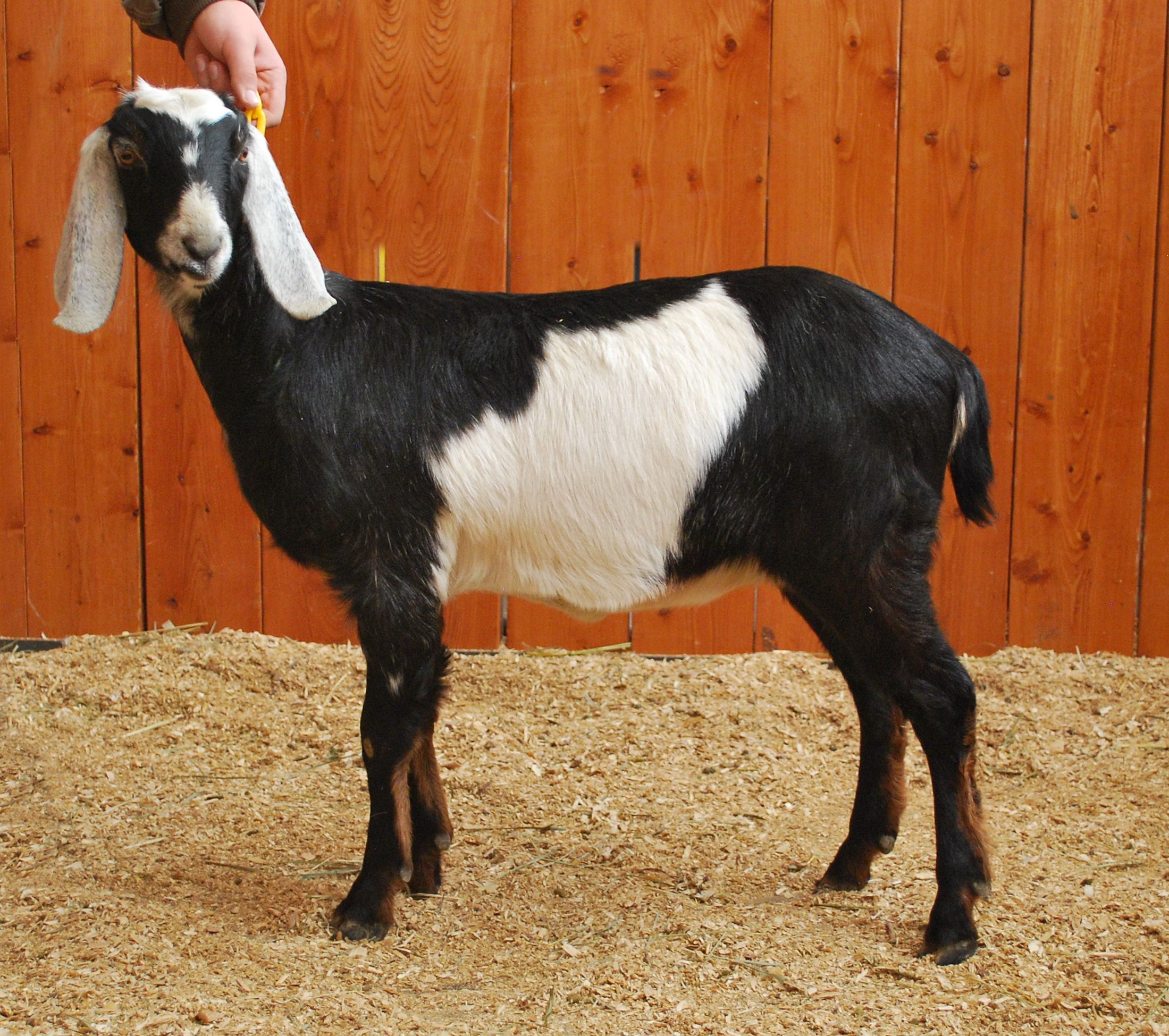Noble Vision Nubian Dairy Goats