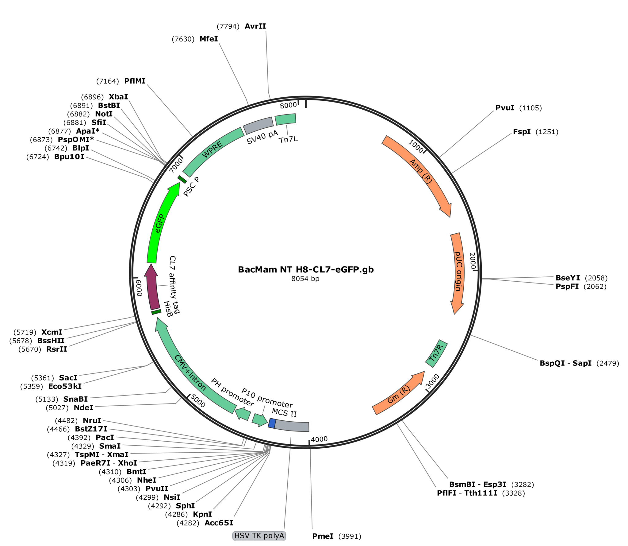 Mammalian and Baculovirus Plasmid 40 BacMam NT (Nterminal HIS, CL7