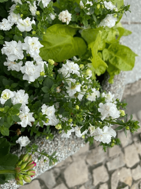 fagataaa (Fagataaa) free OnlyFans Leaked Content - NudityOnly