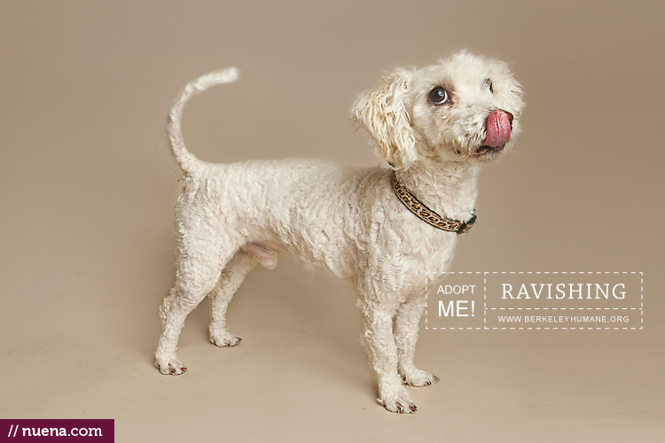 Berkeley Humane Cats + Dogs Nuena Photography