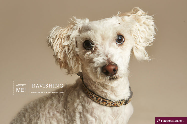 Berkeley Humane Cats + Dogs Nuena Photography