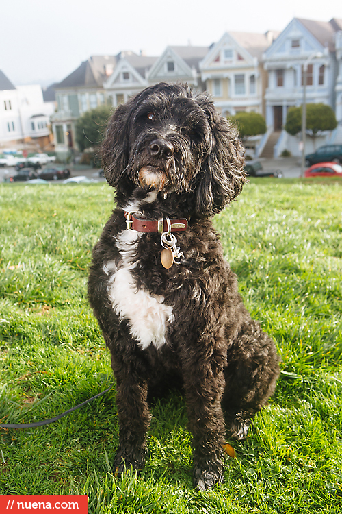 Willie the Portuguese Water Dog Nuena Photography by Kira Stackhouse