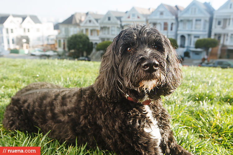Willie the Portuguese Water Dog Nuena Photography by Kira Stackhouse