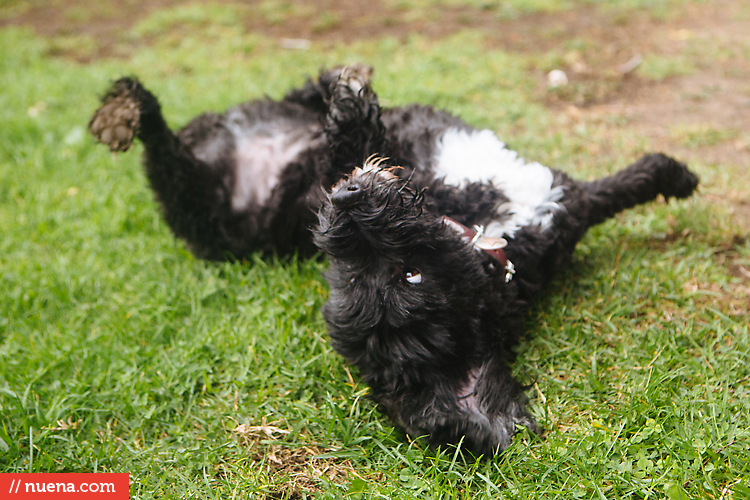 Willie the Portuguese Water Dog Nuena Photography by Kira Stackhouse