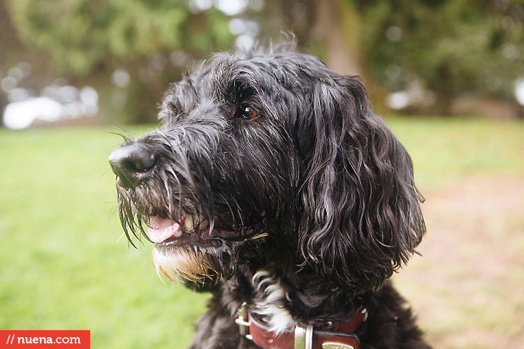 Willie the Portuguese Water Dog Nuena Photography by Kira Stackhouse