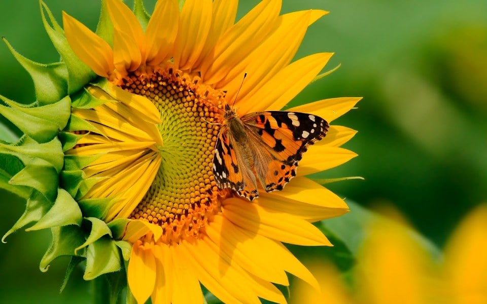 GIRASOL Historia, descripción, propiedades y más