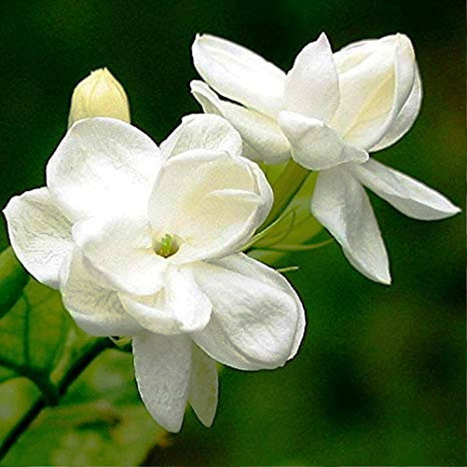 JAZMÍN Origen, propiedades, variedades, cuidados, y mucho más