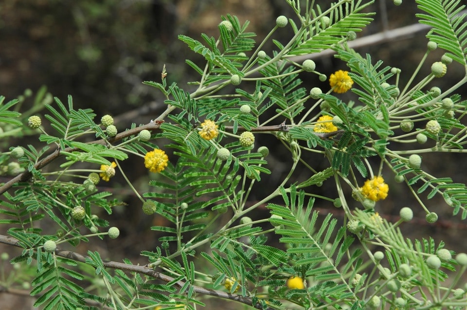 ACACIA Características, beneficios, y mucho más