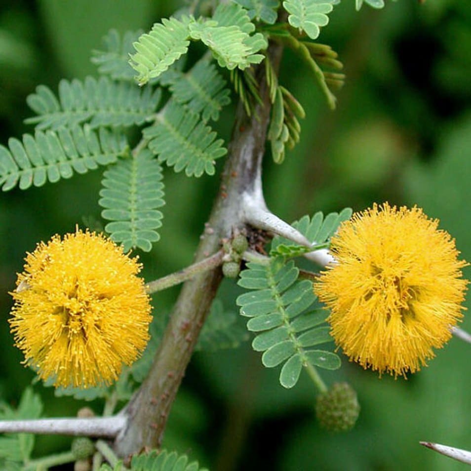 ACACIA Características, beneficios, y mucho más