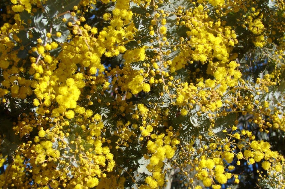 ACACIA Características, beneficios, y mucho más