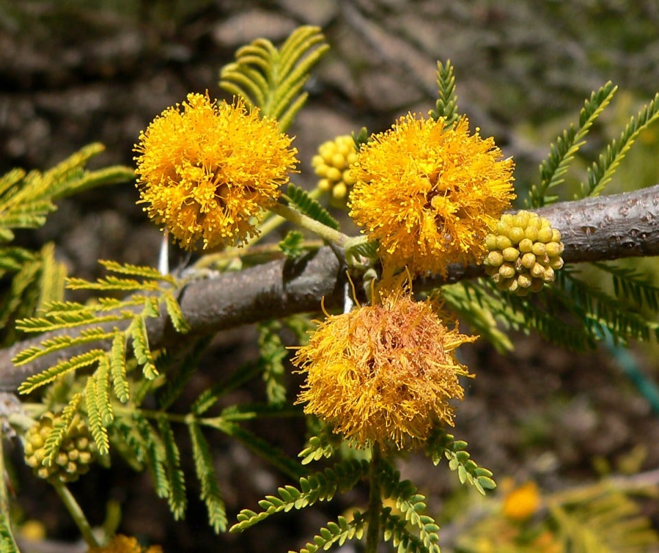 ACACIA Características, beneficios, y mucho más