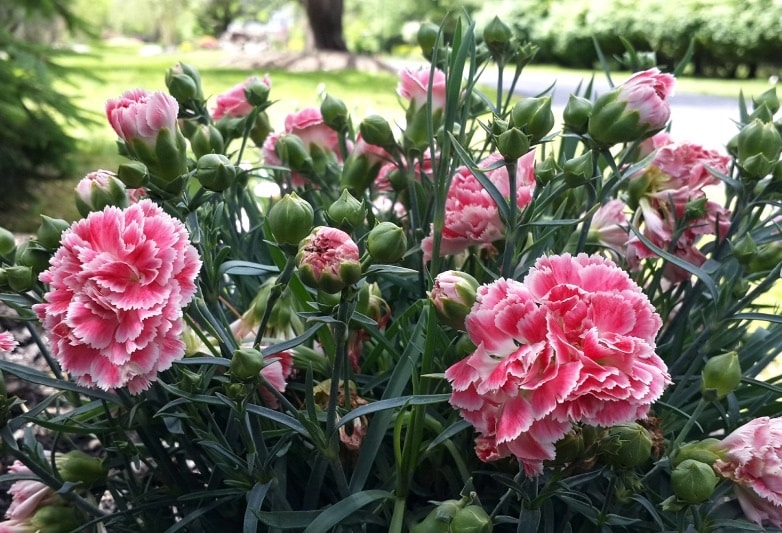 CLAVEL CARACTERÍSTICAS, SIGNIFICADO, CULTIVO Y CUIDADOS
