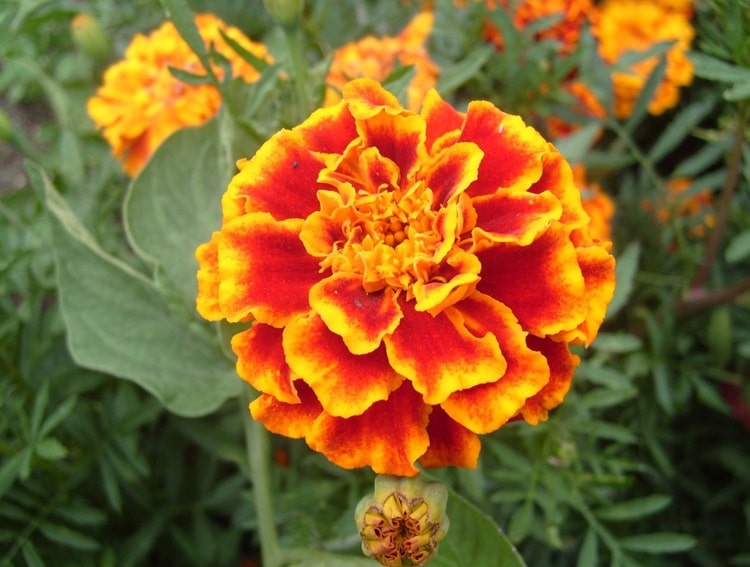 CLAVEL CARACTERÍSTICAS, SIGNIFICADO, CULTIVO Y CUIDADOS