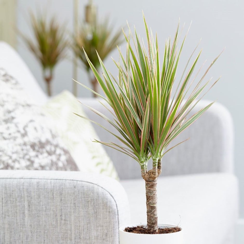 LOS PRINCIPALES CUIDADOS DE LA DRACAENA MARGINATA, AQUÍ
