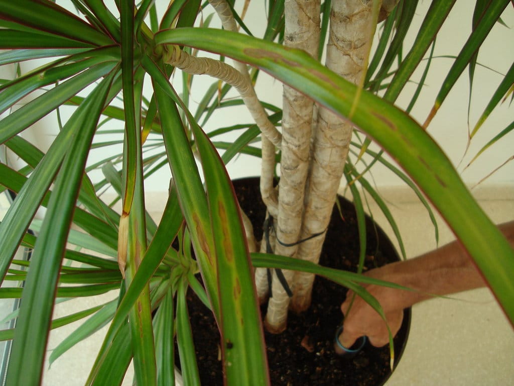 LOS PRINCIPALES CUIDADOS DE LA DRACAENA MARGINATA, AQUÍ