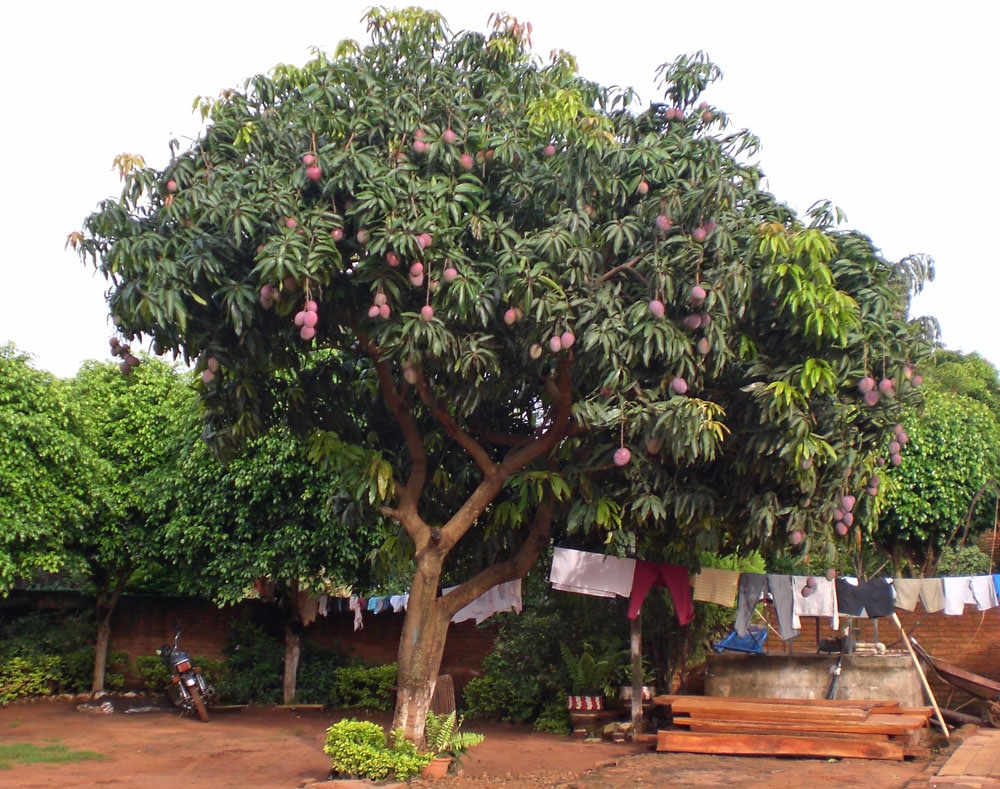 ÁRBOL DE MANGO CARACTERISTICAS, CULTIVO, FRUTOS