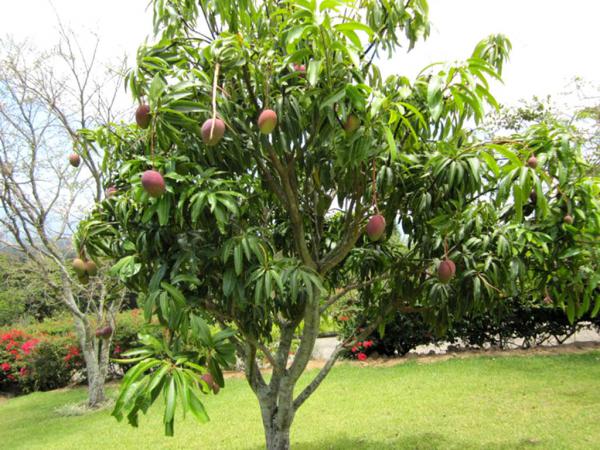 ÁRBOL DE MANGO CARACTERISTICAS, CULTIVO, FRUTOS